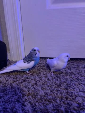 Selling 2 Birds And The Cage in Gilbert, Arizona