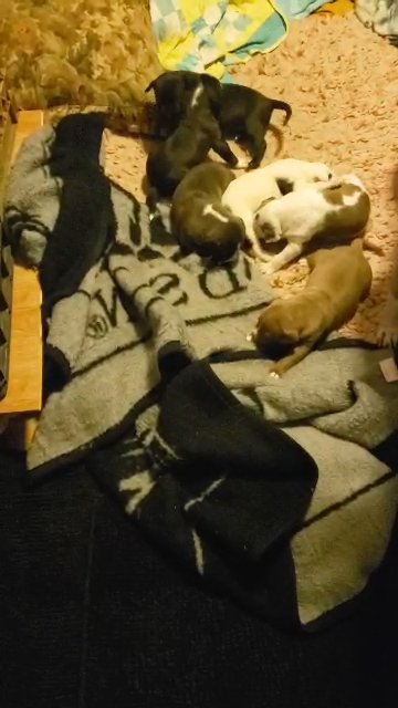 5week old An Staffordshires will be needing a forever family in about 3 weeks in Salem, Oregon