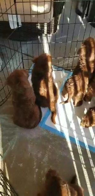 chocolate Labradoodles in Martinsville, Virginia