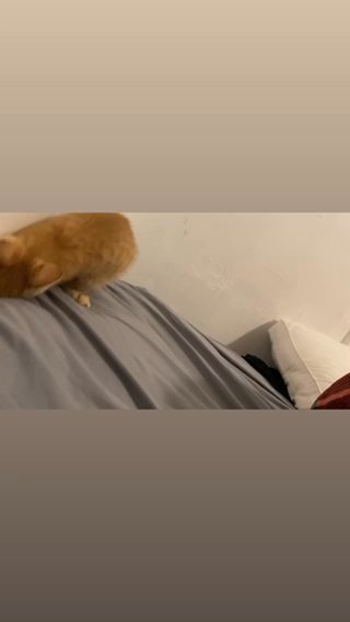 Orange Tabby Cat For Sale in Chula Vista, California