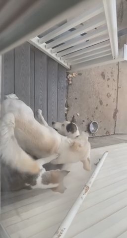 Husky In Need Of Home in Tooele, Utah