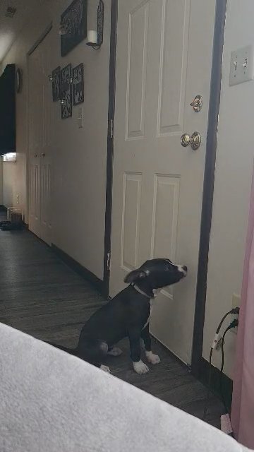 pit puppy in Bowling Green, Ohio