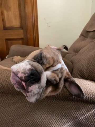 Akc Female English Bully in Westfield, Massachusetts