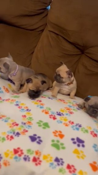 AKC Registered French Bulldog Puppies in Wilmington, Ohio