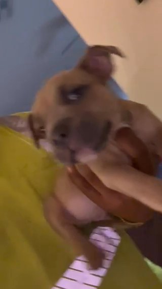 American Bully Puppy Male in Phoenix, Arizona