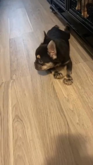 Fluffy French Bulldog in Jersey City, New Jersey