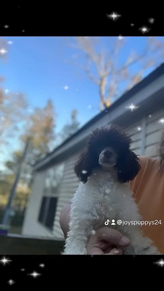 Max Toy Poodle in Columbia, South Carolina