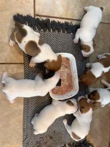First Day With Real Food? 4 Weeks Old Now in Prattville, Alabama