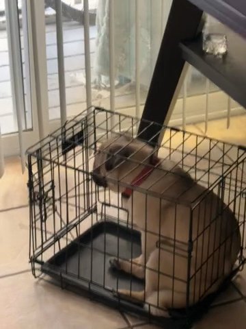 Pug For Sale in Lacey, Washington
