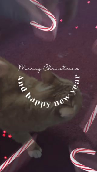 Christmas Paws in Hopkinsville, Kentucky