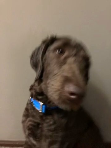 Awesome chocolate Golden Doodle / Male/  Bear in Derby, Kansas
