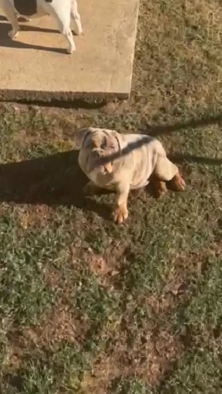 Lilac Tri Merle Female English Bulldog in Snellville, Georgia