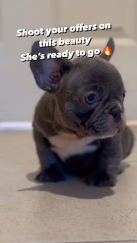 Blue Frenchie Female Puppy AKC Papers in Rialto, California