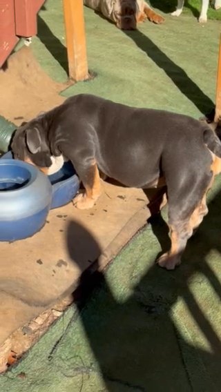 Blue Tri English Bulldog in Snellville, Georgia