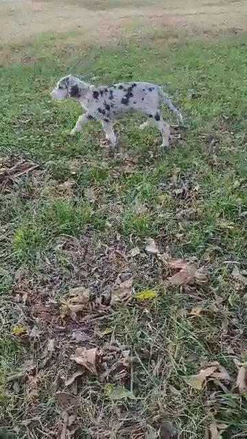 Merle Mantle AKC  female in Sikeston, Missouri