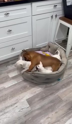 Bull Terrier Puppies For Sale in Los Angeles, California