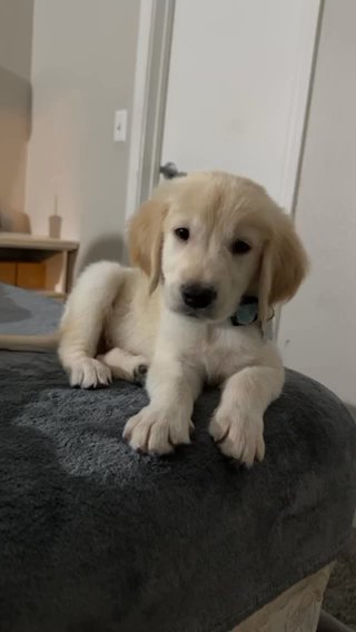 Male Golden retriever in Phoenix, Arizona