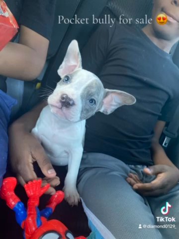 Pocket Bully Princess! in Dallas, Texas