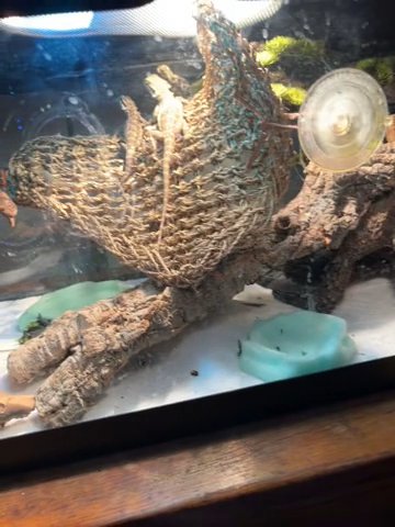 Bearded Dragons in Westminster, Colorado