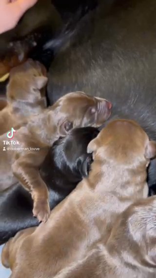 Akc Pure Doberman Puppies in Seattle, Washington