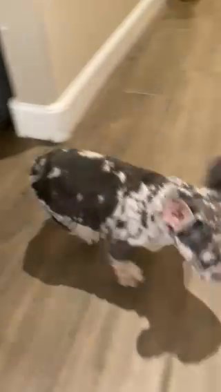 French Bulldog in Florence, Arizona