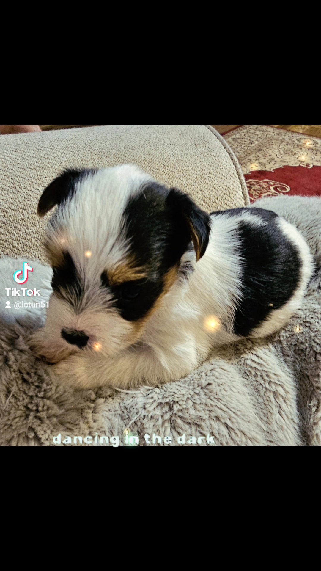 lc yorkies in North Little Rock, Arkansas