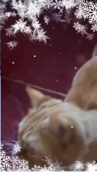 Have Meow Of A Christmas in Hopkinsville, Kentucky