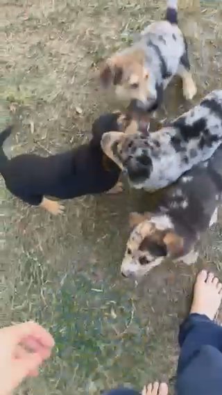 German Aussie Shepherd Mix in Lafayette, Louisiana