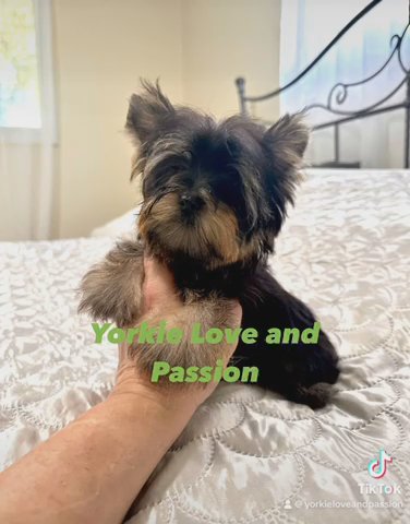 XXsmall Dark Traditional Male in Pensacola, Florida