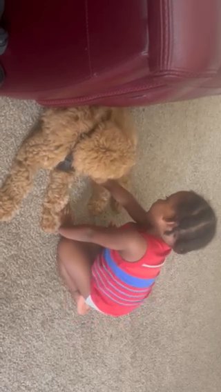 Goldendoodle in Buford, Georgia