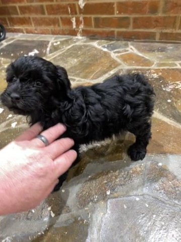 F1B Aussiedoodle in Oklahoma City, Oklahoma