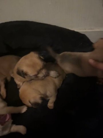 Getting Rid Of My Dogs Puppies in Sacramento, California