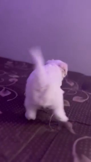 1 Maltese Boy Left in Raleigh, North Carolina
