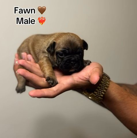 French Bulldog Puppy ? in Houston, Texas
