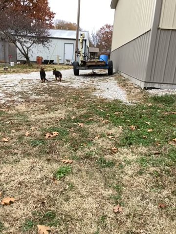 AKC Registered German Shepherds in Joplin, Missouri