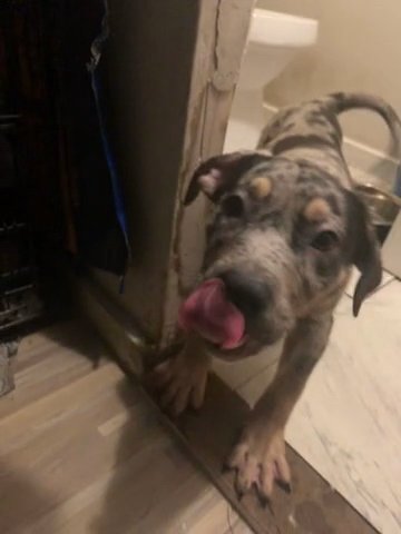 Designer Pitbull in Miami Gardens, Florida