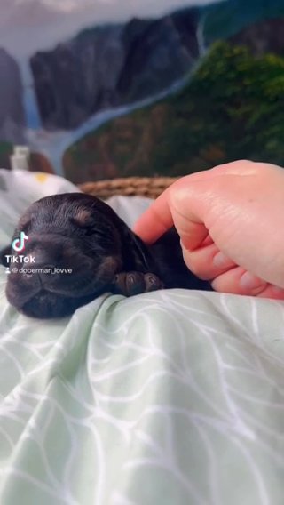 AKC Dóberman in Seattle, Washington