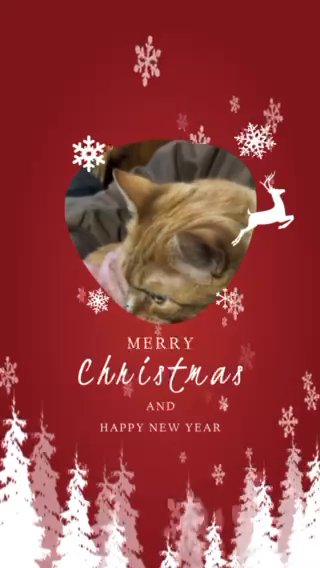 Purrrrr-fect Paws Christmas in Hopkinsville, Kentucky