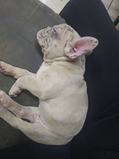French Bulldog puppy in San Jose, California