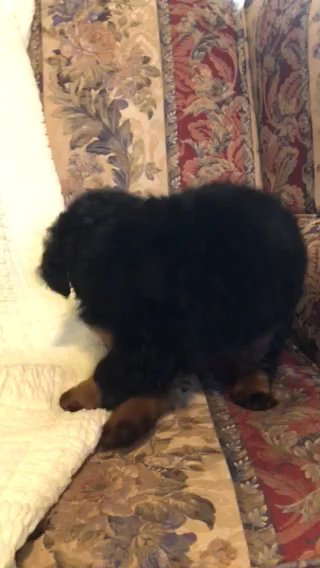 Bear (male Bernedoodle) in Greenwood, South Carolina
