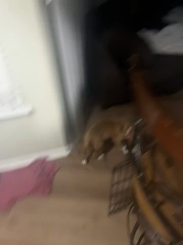 Pit Bull in Houston, Texas
