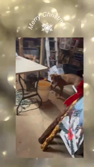 Have A Bow Wow Christmas in Hopkinsville, Kentucky