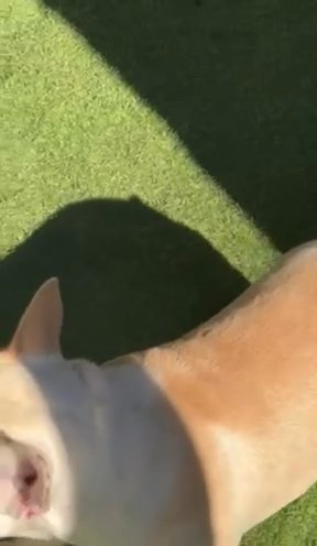 French Bulldog Stud in Snellville, Georgia