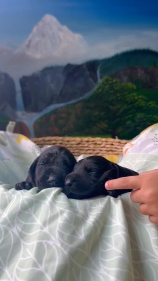 AKC Pure Doberman (Melanistic) in Seattle, Washington