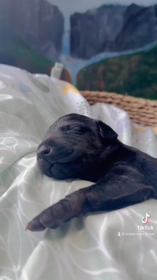 AKC Pure Doberman ( Melanistic) in Seattle, Washington
