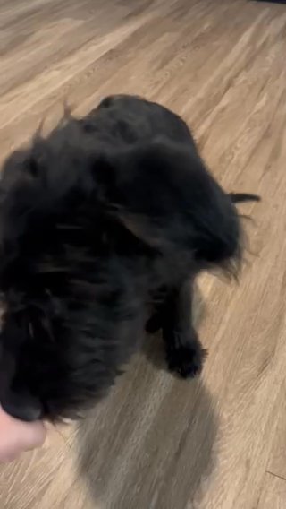 4 Month Poodle/German Shepherd Mix Pup in Las Vegas, Nevada
