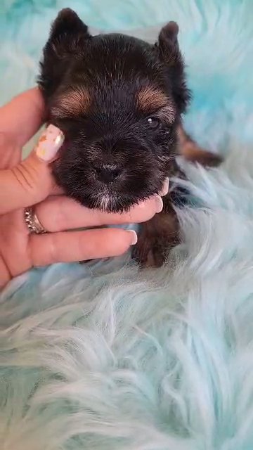 AKC Extreme dark Yorkie boy Ace in Greenwood, South Carolina