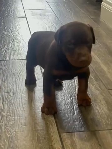 European Doberman in Colorado Springs, Colorado