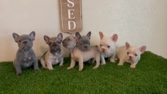 AKC French Bulldog Puppies in Fresno, California