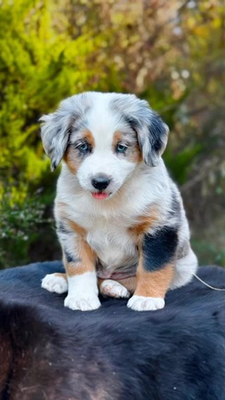 Australian Shepherd Puppy in Atlanta, Georgia